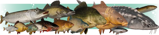 俄罗斯钓鱼模拟器(钓鱼模拟游戏) 俄罗斯钓鱼模拟器(钓鱼模拟游戏)