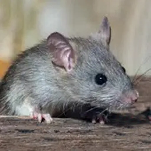 ��������ģ����(����ģ��������Ϸ)v189.1.6.3018 ��׿��