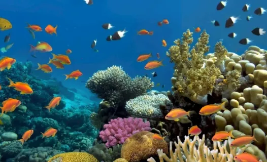 С�����ֽ2026���ذ�װ