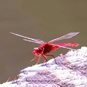 �����ѵ��Ӻ��Ӱ�׿���ֻ���v1.0 �ٷ�����