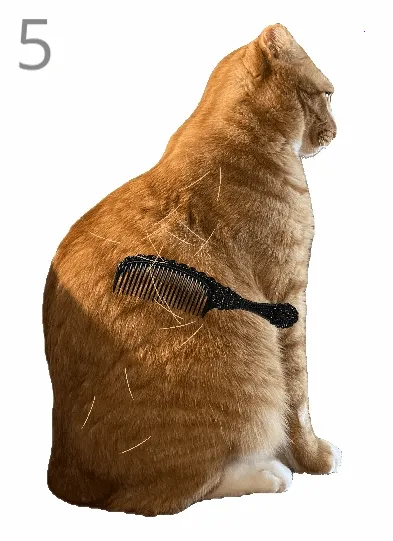 给猫梳毛2026下载