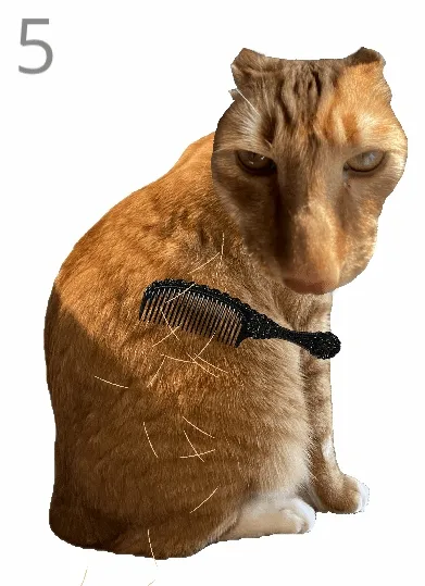 给猫梳毛2026下载